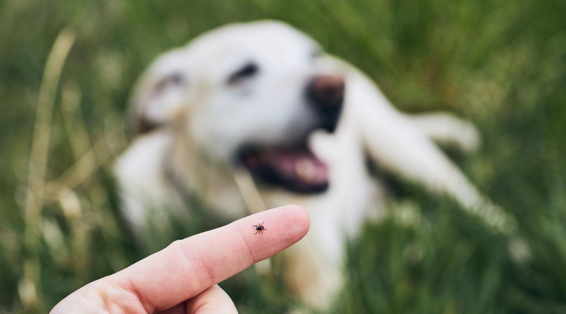 Transformation of laundry product brand leads to major&hellip;