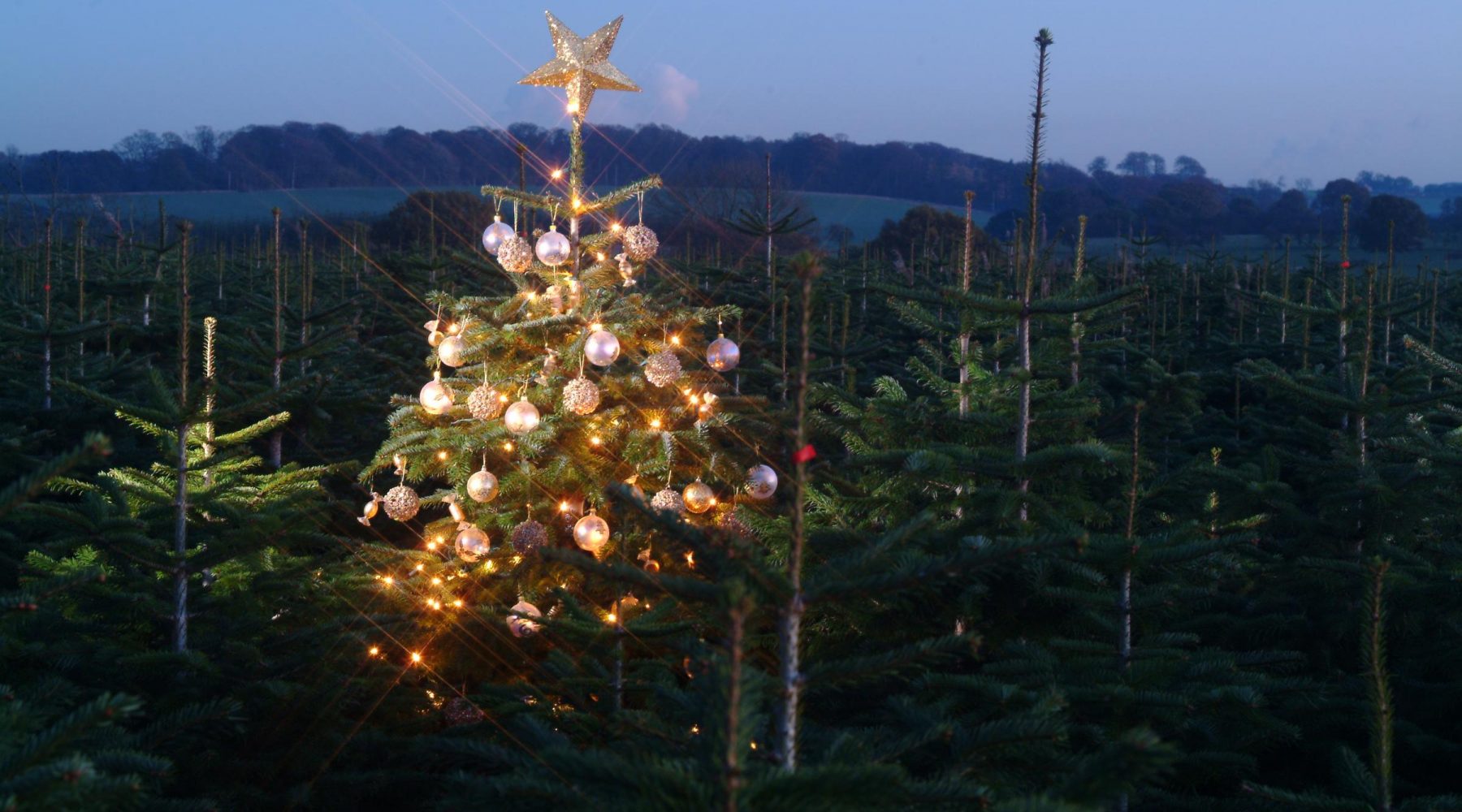 Experts share top tips for keeping Christmas trees…