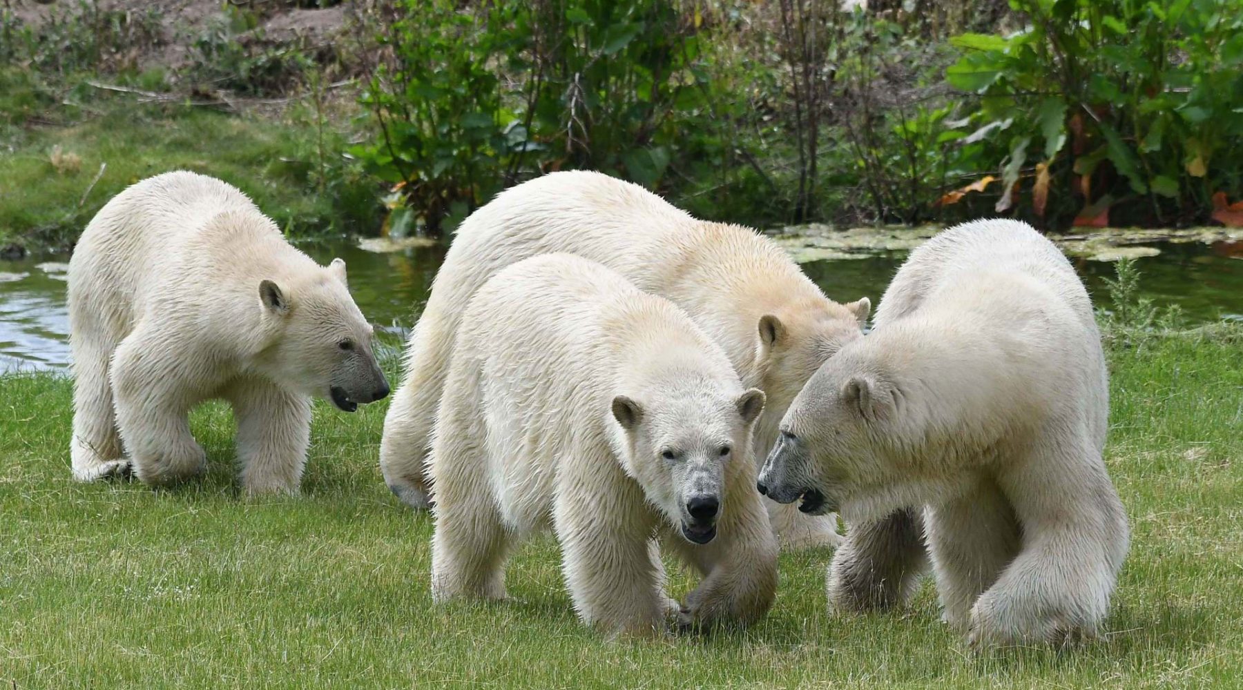 Polar bear arrives at Yorkshire Wildlife Park hoping…