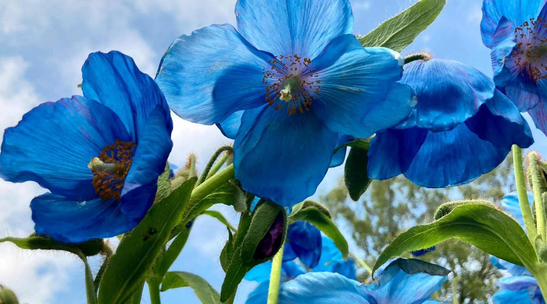 Rare Himalayan blue poppies begin flowering at Yorkshire…