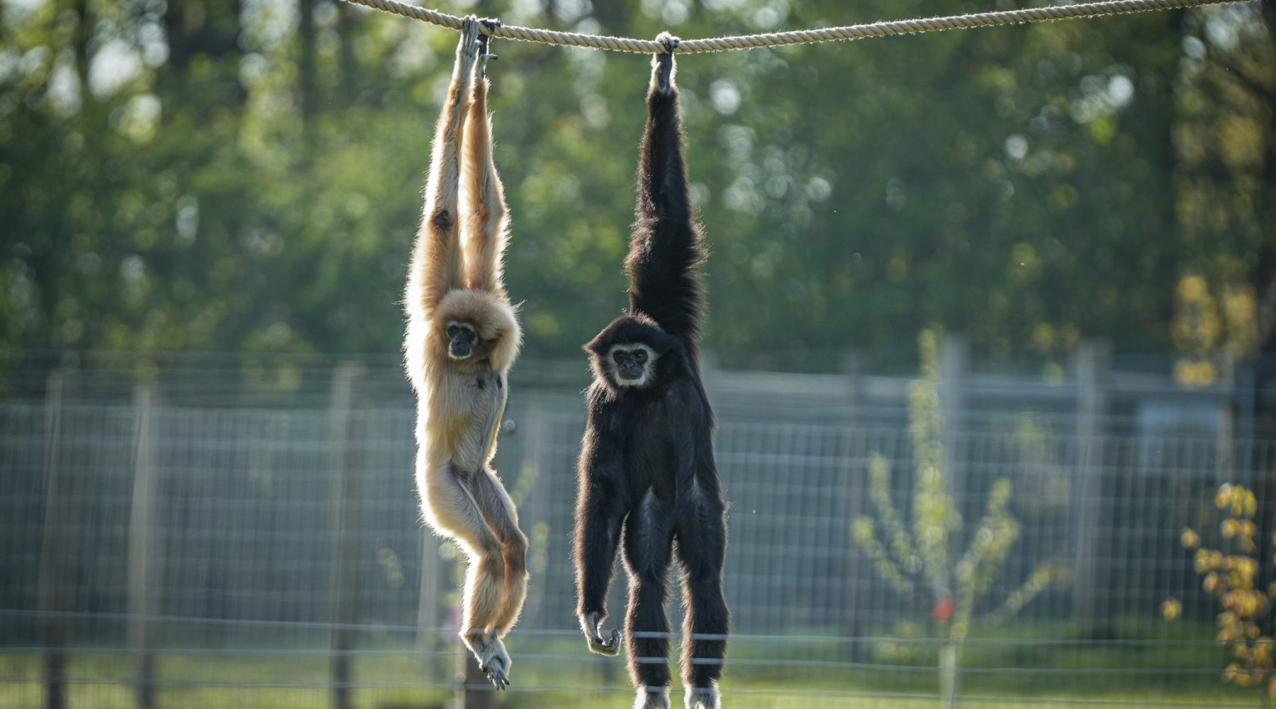 Yorkshire Wildlife Park celebrates arrival of rare species&hellip;