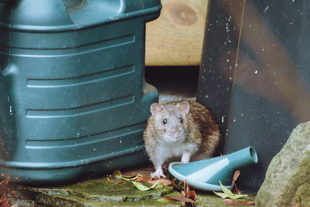 UK pest control company set to close after&hellip;