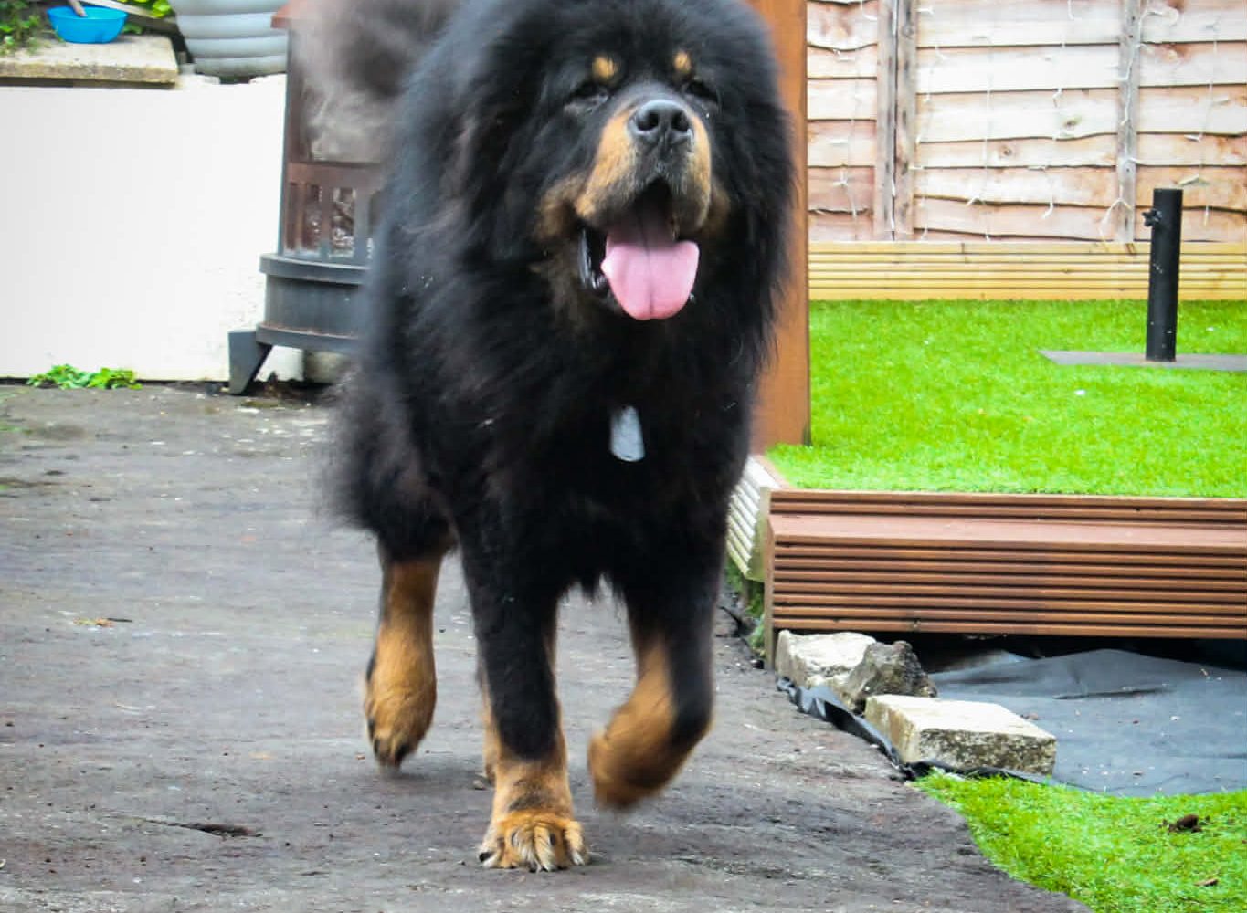 Bradford dog walker lands place in national awards…