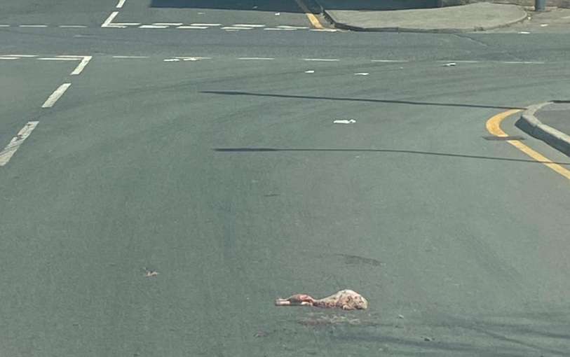Animal carcass found on public road near Bradford…