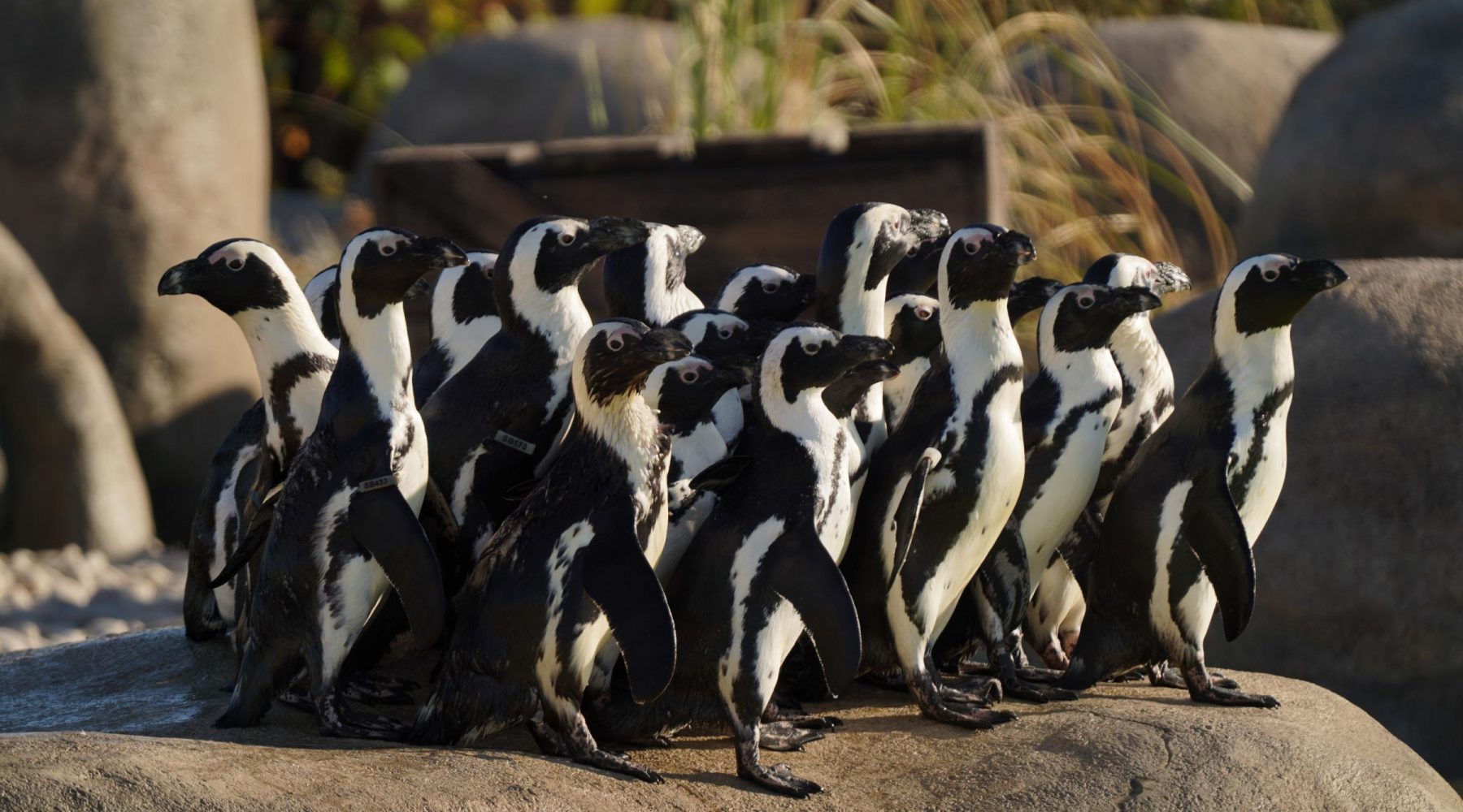 Twenty critically endangered African penguins arrive at Yorkshire…