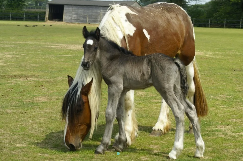 Bradford-based equestrian firm adopts rescue horse in charity…
