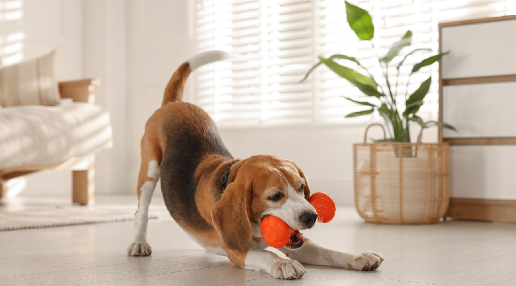 Online pet store shut down after £6.3m ‘unexplained&hellip;